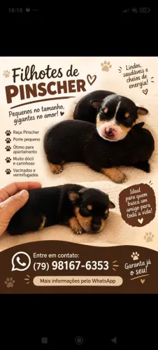Filhote de Pincher 