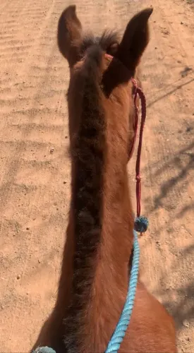 Cavalo muito manso perfeito para iniciantes