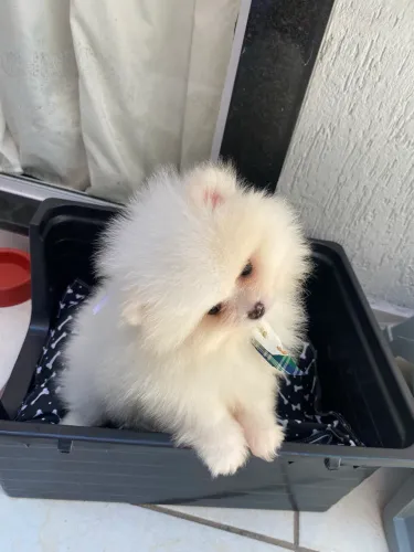 Dois filhotes machinhos dê Spitz Alemão ursinho (Lulu Pomerania)
