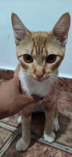  GATINHA LARANJA PARA ADOÇÃO RESPONSÁVEL! 
