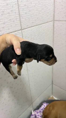 Cachorro salsicha bebê para doação