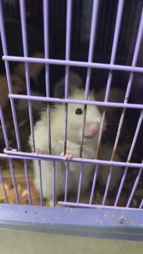 Hamster