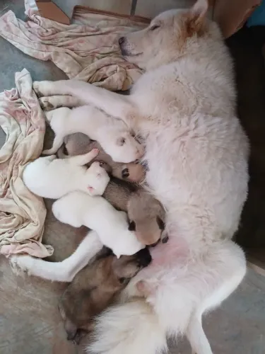 Venda simbólica de filhote de Mãe Chow Chow Primitiva