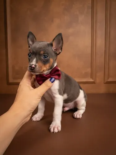 Pinscher Menino Pequeno Cheio de Amor