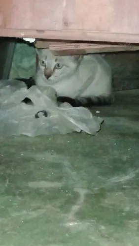 GATOS MACHOS PARA DOAÇÃO!!!