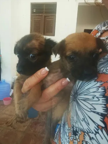 Adoção de cachorrinhos