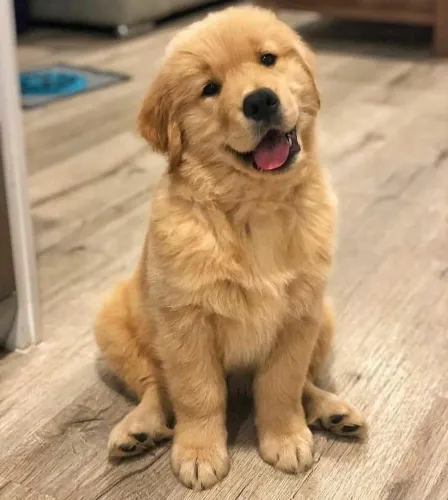 Lindo filhote de golden retriever macho