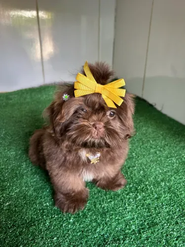 Shitzu Fêmea ( padrão europeu) Mini