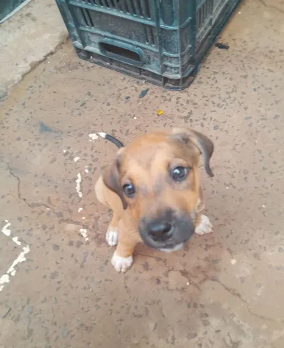 Cachorro filhote