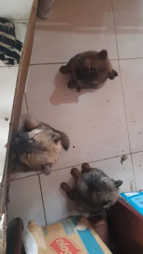 Chowchow