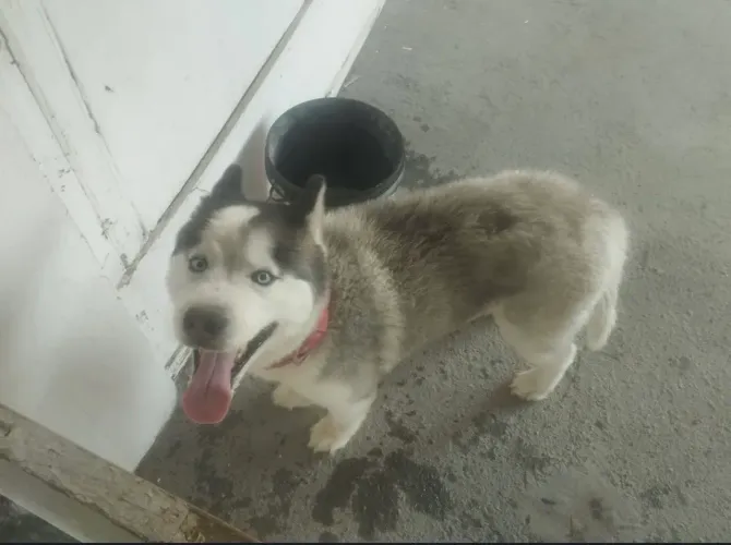 Doação Husky siberiano 