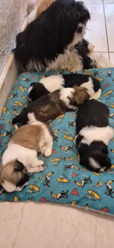 Cachorro  shitsu 