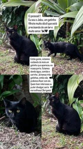 Gatinho preto