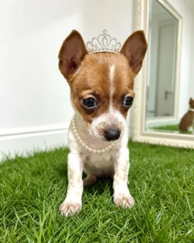 Mini Princesa das Patinhas