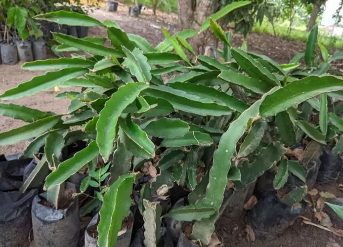 Pitaya enxertada