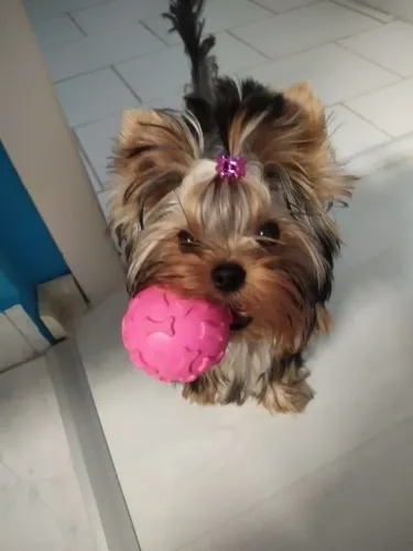 Filhote Yorkshire Terrier impecável