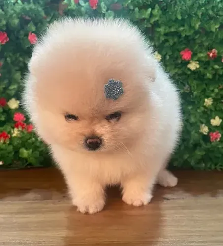 Lulu da pomerania ursinho baby face 