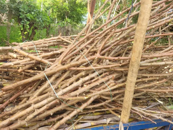 Ramo de mandioca dá mareliha