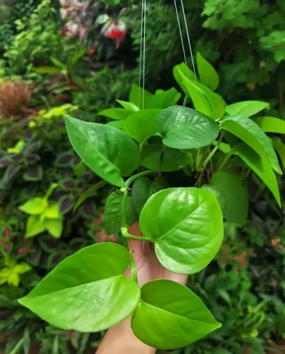 Muda de Planta Jiboia na combuca Artesanal pedente