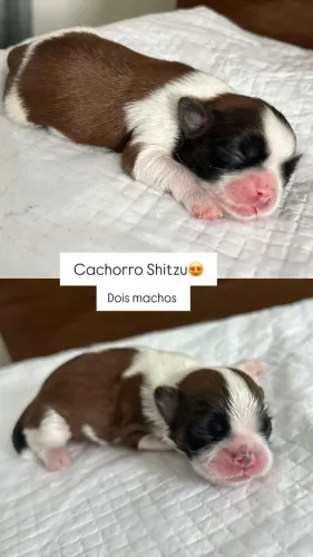 CACHORRO SHITZU