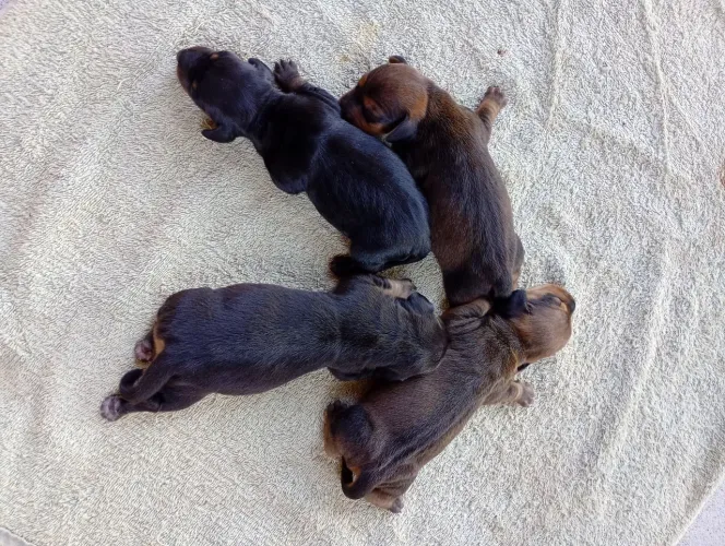 Filhotes linguicinha 