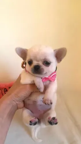 Chihuahua Pequeno com pedigree e vacinas - Qualidade e amor garantidos!