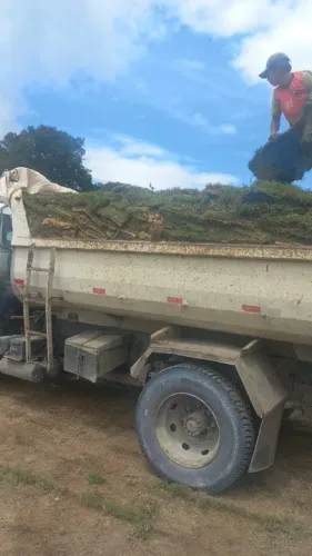 Grama tipo Esmeralda a partir de R$10 m²