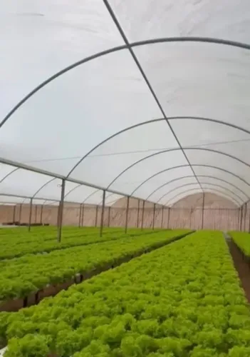 Vendo 2 Estufa agrícola 50 metros 