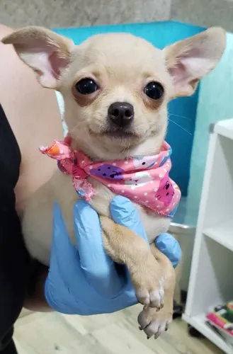 Chihuahua Micro Preto e Branco Macho - Elegante, Atento e Muito Amoroso! 