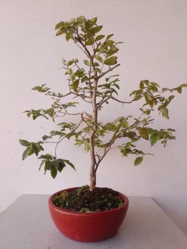 Bonsai jaboticaba híbrida