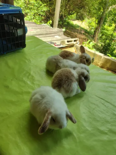 Coelhinhos Mini lop