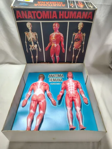 Brinquedo Anatomia Humana Importado da Espanha Completo