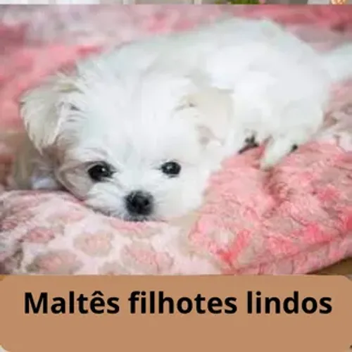 Maltes machinho mini parcelo no cartão