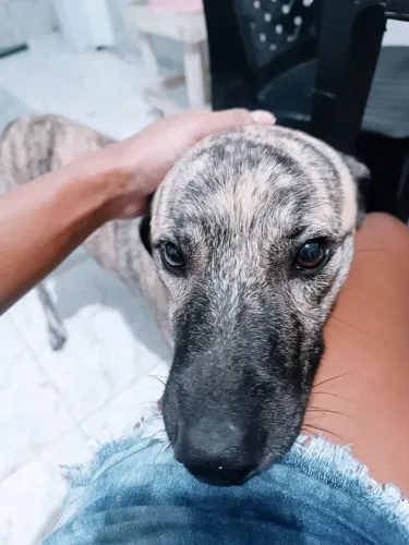 Doação cachorro macho porte médio/grande
