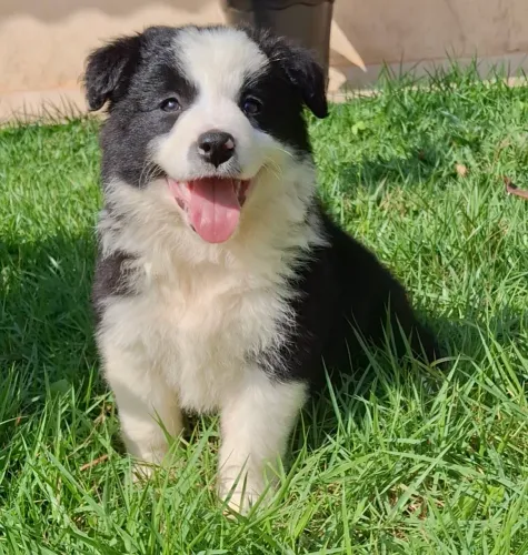 Border collie cbkc insta: @border.collie.br