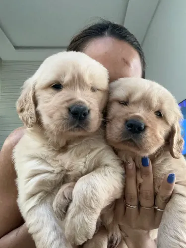Cachorro