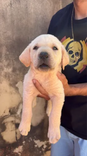 Filhotes de labrador puro