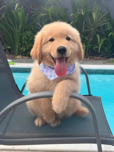 Goldenlinda