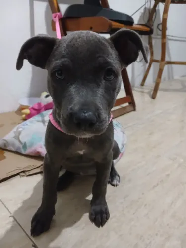 CACHORRO