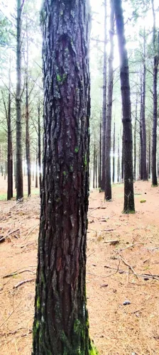 ÁREA DE PINUS TAEDA PARA SERRARIA - CAMBARÁ DO SUL/RS