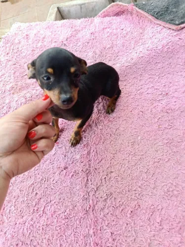 PINSCHER N1 FEMEA 