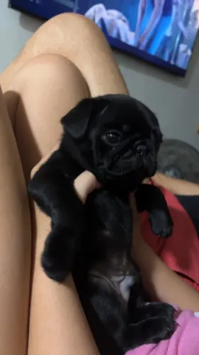 Cachorro Pug - Pug black machinho