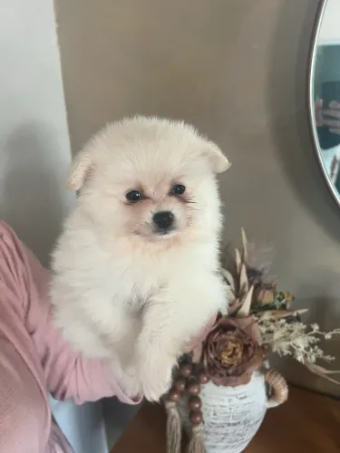 LULU DA POMERANIA/SPITZ ALEMÃO COM PEDIGREE 
