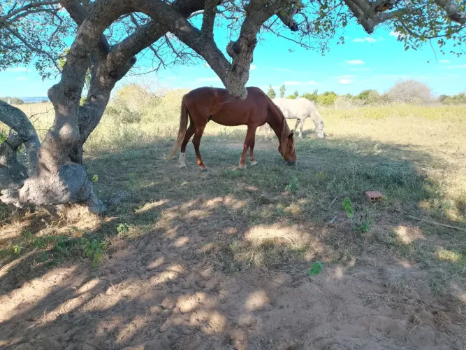 Vendo um cavalo e uma égua marchadora