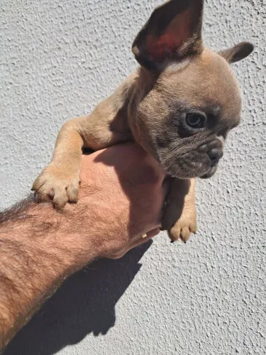 Filhote buldog francês exótico