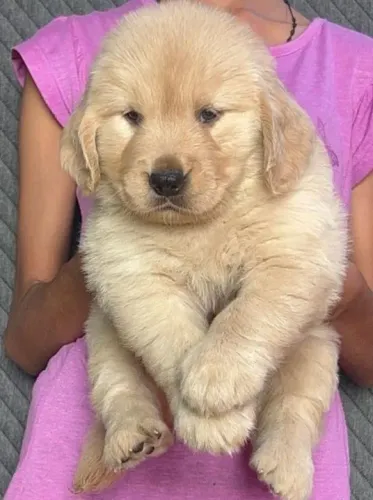 Golden Retriever Filhotes Cães Belíssimos. 
