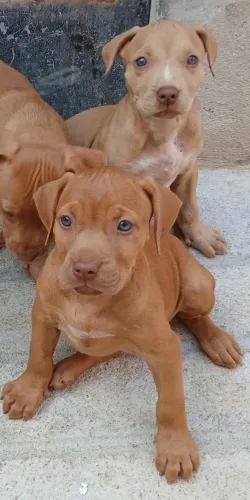 Filhotes de pitbull