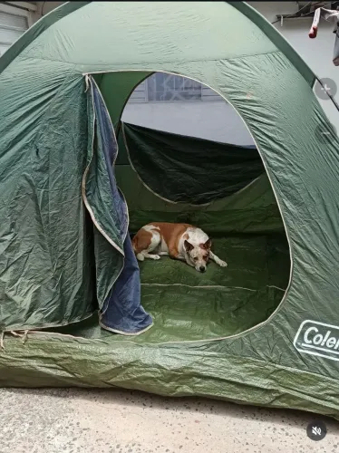 Barraca camping Coleman 5/6 lugares