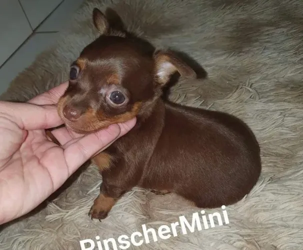 Pinscher 00 fêmeas e machos 