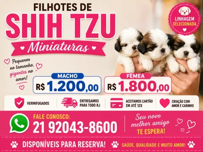 Shih tzu macho e femea raça pura legitimos